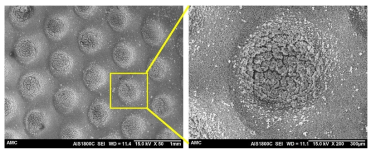 Nanofibrous concave well에서 세포를 배양하고 2주일 후 세포의 형태 확인 (SEM)