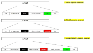 CRISPR/Cas9 방법에 의한 insulin, Nkx6.1 추적 형광단백질