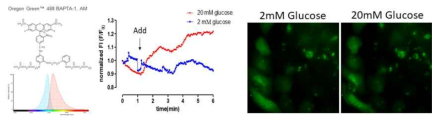 글루코즈 농도에 의한 세포내 Ca2+ 농도 변화 영상화