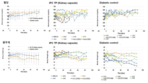 당뇨동물의 kidney capsule 내 IPC spheroid이식 후 혈당 및 몸무게 변화 (IPC TP: IPC spheroid 이식 동물, Diabetic contro: 당뇨 대조군)