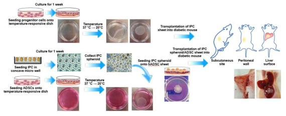 온도감응성 배양접시를 이용하여 인슐린 생성세포 시트, 지방유래 줄기세포 시트를 제작함. 세포시트의 부착성을 이용하여 장기 표면에 직접 부착함