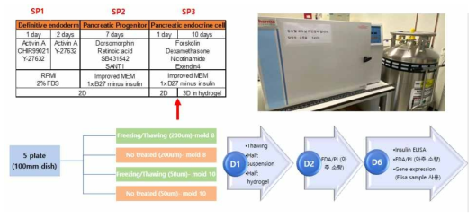 세포동결기계를 이용한 인슐린 생성 세포 동결화