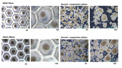 mold dish를 이용한 spheroid 제작