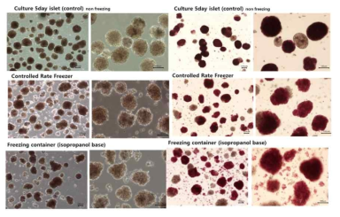 동결 해동 후 췌도 세포의 구조적 형태 비교