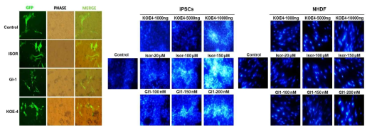 형광 발현 및 핵 염색을 통한 미분화 세포사멸 확인
