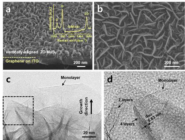 (a), (b) 그래핀/ITO 상에서 저온 성장된 MoS2 나노시트의 SEM 사진 및 라만 스펙트럼(삽입). (c),(d) MoS2/그래핀 샘플의 TEM 사진