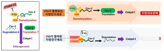 FTO에 의한 Caveolin-2 mRNA의 m6A 탈메틸화 조절에 따른 지방세포 분화 제어 기전 규명
