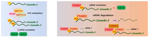 Caveolin-2 mRNA의 메틸화 조절 후속 연구를 위한 예측 모델