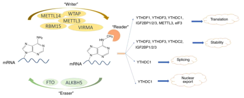 mRNA의 m6A modification 조절 기전