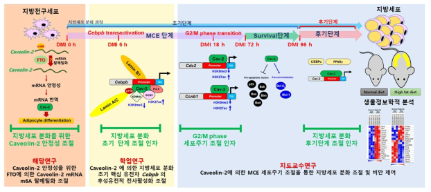 Caveolin-2에 의한 지방세포 분화 제어 시스템 가설 모델