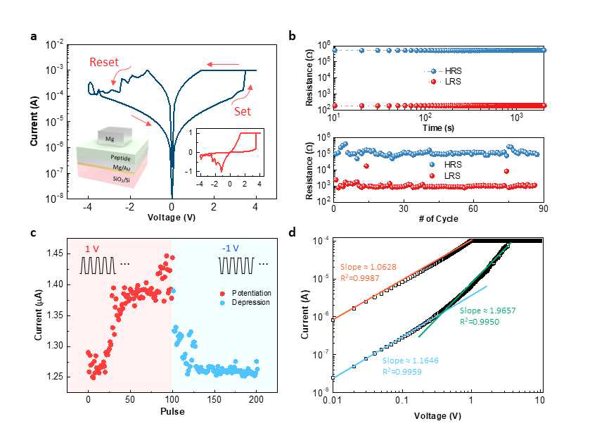 Y7C 펩타이드 멤리스터의 전기적 특성. a. IV 특성. 화살표를 따라 저항변화가 일어나고 있음을 알 수 있다. b. 저항변화 특성의 Retention 특성 (위) 및 Cycle 특성 (아래). c. 펄스 입력에 따른 Analog Switching 특성. d. IV특성의 Log-log 피팅 결과값
