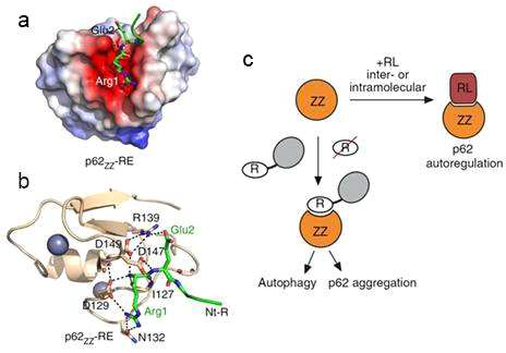 p62 ZZ 도메인과 N-말단 아르기닌화 단백질 결합 구조 연구