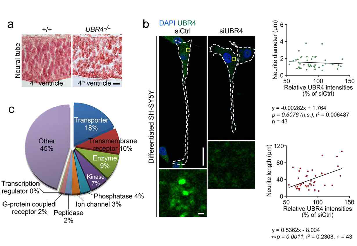 UBR4의 막단백질 항상성과 신경세포 발생에 미치는 영향