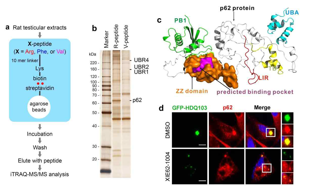 p62 activator 화합물을 이용한 질병유발 응집단백질 제거 연구