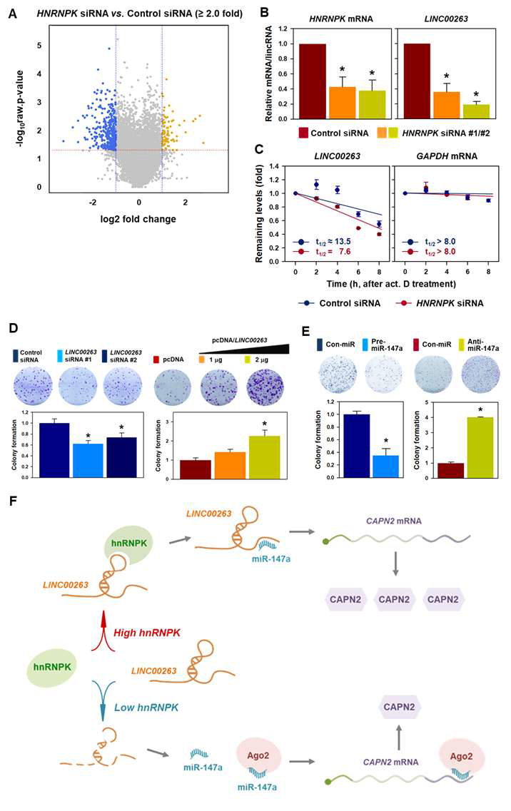 긴비암호화 RNA LINC00263의 암세포 성장 조절 효과