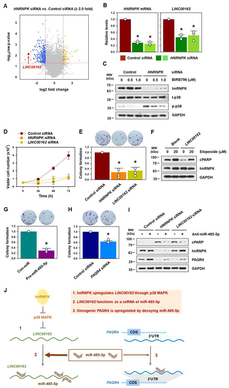 긴비암호화 RNA LINC00162의 암세포 성장 및 세포사멸 조절 효과