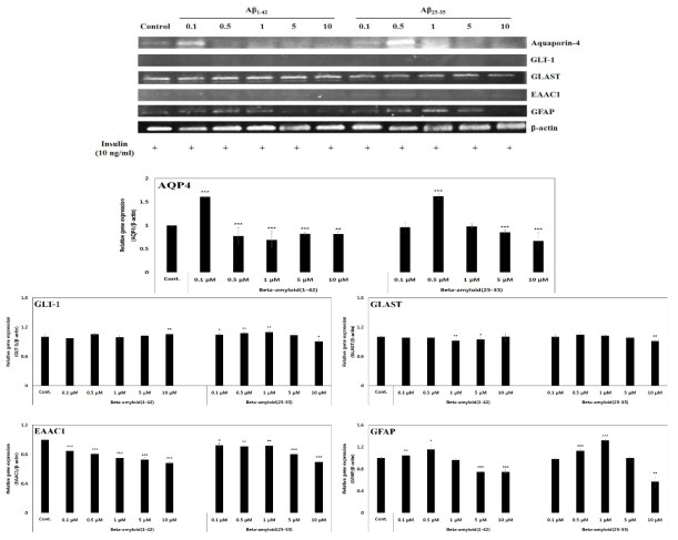 Effects of Aβ1-42 and Aβ25-35 on the RNA expressions of AQP4, Glu receptors (GLT-1, GLAST, EAAC1) and GFAP in C6 glial cells