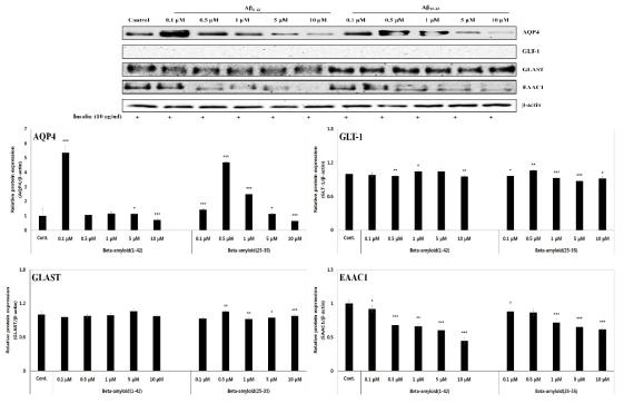 Effects of Aβ1-42 and Aβ25-35 on the protein expressions of AQP4 and Glu receptors (GLT-1, GLAST, EAAC1) in C6 glial cells