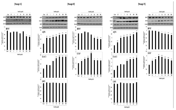 AQP4, EAAC1, LRP1, BDNF, GFAP expression in C6 cells depending on cell passages and insulin concentration