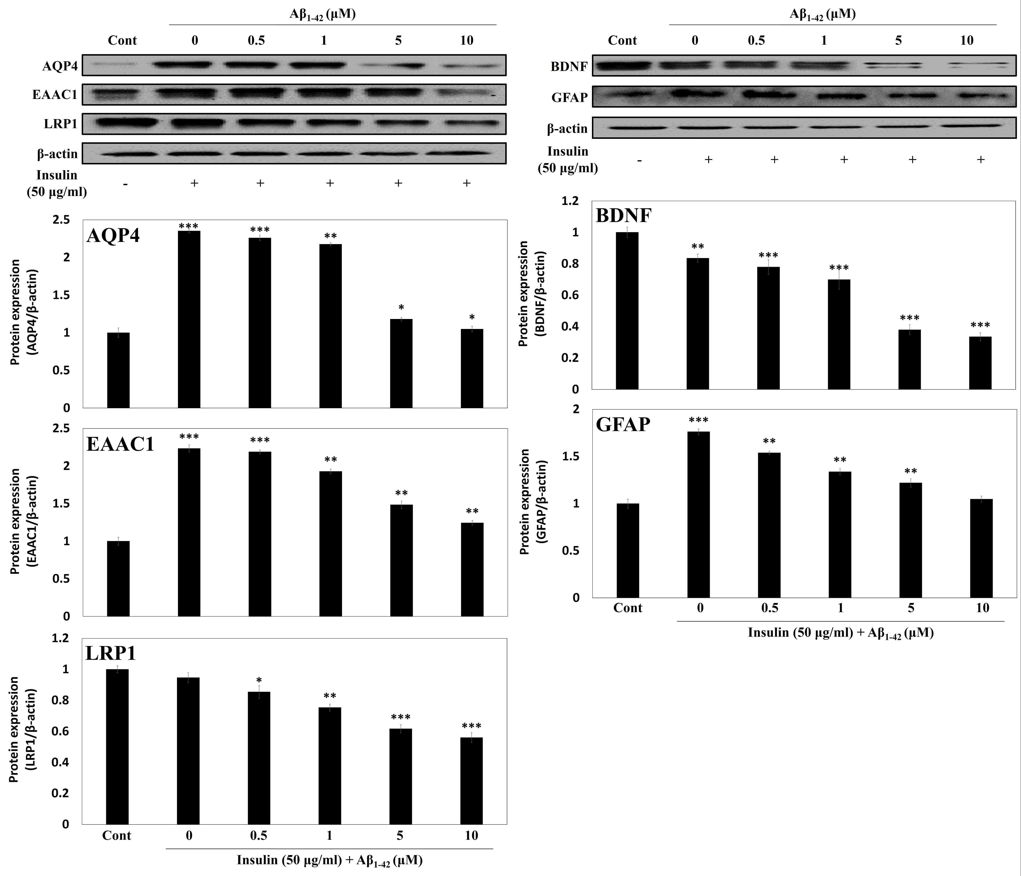 AQP4, EAAC1, LRP1, BDNF, GFAP expression in insulin-treated C6 cells depending on Aβ peptide concentration