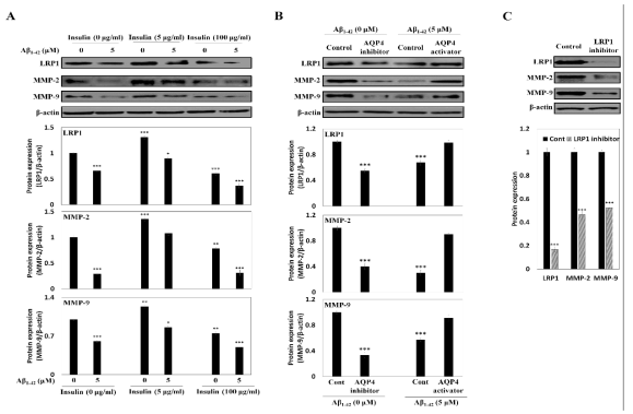 Aβ elimination in C6 cells depending on treatment of (A) low or high concentration of insulin, and Aβ peptides, (B) AQP4 inhibitor, (C) LRP1 inhibitor