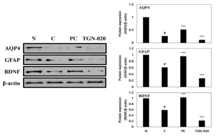 The inhibition of astrocyte activation on scopolamine-induced memory impairment in Balb/cj mice depending on AQP4 inhibition. β-Actin was used as the internal control for Western blot analysis(N: normal, C: control, PC: donepezil(5 mg/kg), TGN-020(200 mg/kg))
