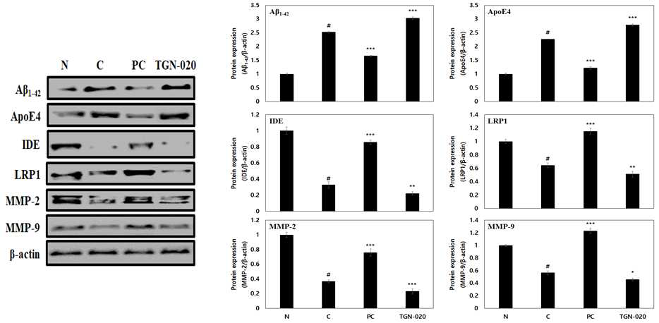 The Aβ1-42 peptide accumulation of AQP4 inhibition on scopolamine-induced memory impairment in Balb/cJ mice. β-Actin was used as the internal control for Western blot analysis(N: normal, C: control, PC: donepezil(5 mg/kg), TGN-020(200 mg/kg))