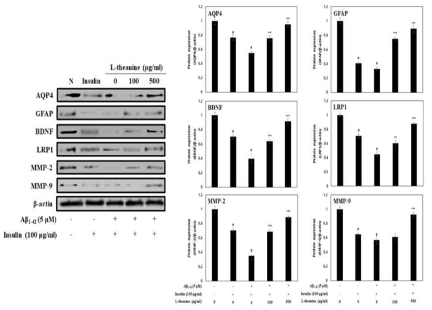 The inhibition of Aβ1-42 peptide accumulation of L-theanine on insulin and Aβ1-42 peptide-treated C6 cells. β-Actin was used as the internal control for Western blot analysis(N: normal)