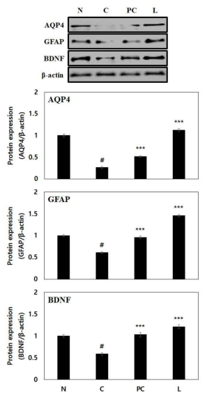 The astrocyte activation of L-theanine on scopolamine-induced memory impairment in Balb/cJ mice. β-Actin was used as the internal control for Western blot analysis(N: normal, C: control, PC: donepezil(5 mg/kg), L: L-theanine(4 mg/kg))