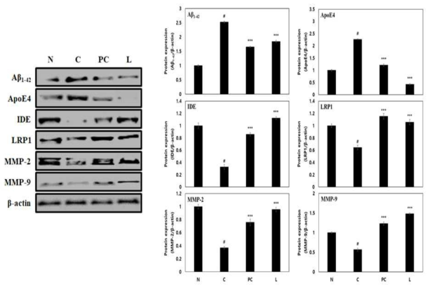 The Aβ1-42 peptide elimination of L-theanine on scopolamine-induced memory impairment in Balb/cJ mice. β-Actin was used as the internal control for Western blot analysis(N: normal, C: control, PC: donepezil(5 mg/kg), L: L-theanine(4 mg/kg))