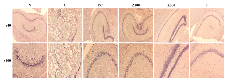 The ihnbition of Aβ1-42 peptide accumulation of Z. latifolia ethanol extract or tricin on scopolamine-induced memory impairment in Balb/cJ mice. Brain tissue sections strained with Congo Red staining. Aβ1-42 peptide accumulation changes were observed at x40(upper panels) and x100(lower panels). N: normal, C: control, PC: donepezil(5 mg/kg), Z100: Z. latifolia ethanol extract(100 mg/kg), Z300: Z. latifolia ethanol extract (300 mg/kg), T: tricin (0.3 mg/kg)