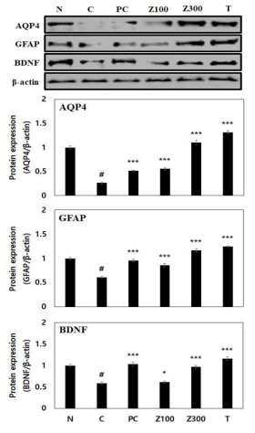 The astrocyte activation of Z. latifolia extract or tricin on scopolamine-induced memory impairment in Balb/cJ mice. β-Actin was used as the internal control for Western blot analysis