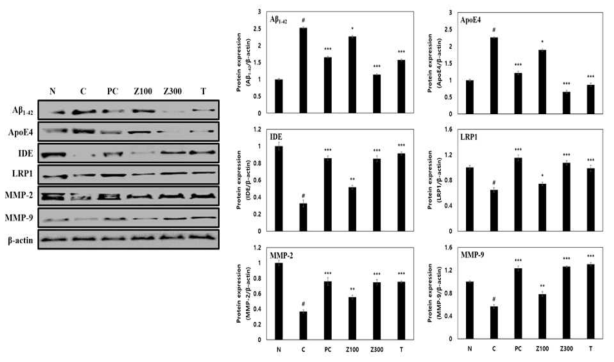 The Aβ1-42 peptide elimination of Z. latifolia ethanol extract or tricin on scopolamine-induced memory impairment in Balb/cJ mice. β-Actin was used as the internal control for Western blot analysis. (N: normal, C: control, PC: donepezil (5 mg/kg), Z100: Z. latifolia ethanol extract (100 mg/kg), Z300: Z. latifolia ethanol extract (300 mg/kg), T: tricin (0.3 mg/kg))