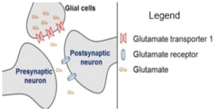 The function of Glutamate transporter-1