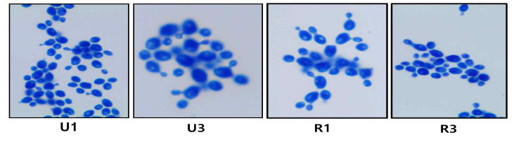 The morphological characteristics of isolated yeast cells from maesil sugar syrup(at 100 X)