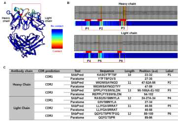 SAbPred 및 Paratome Bioinformatics을 이용한, 6개의 CDR 도출