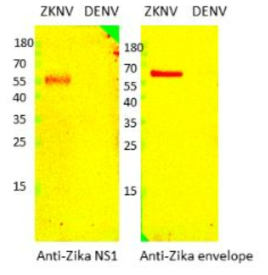 Western blot of Zika virus with anti-Zika NS1