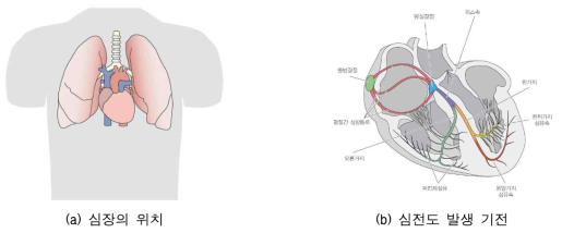 심장의 구조