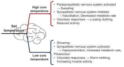 인체의 체온 조절 기능