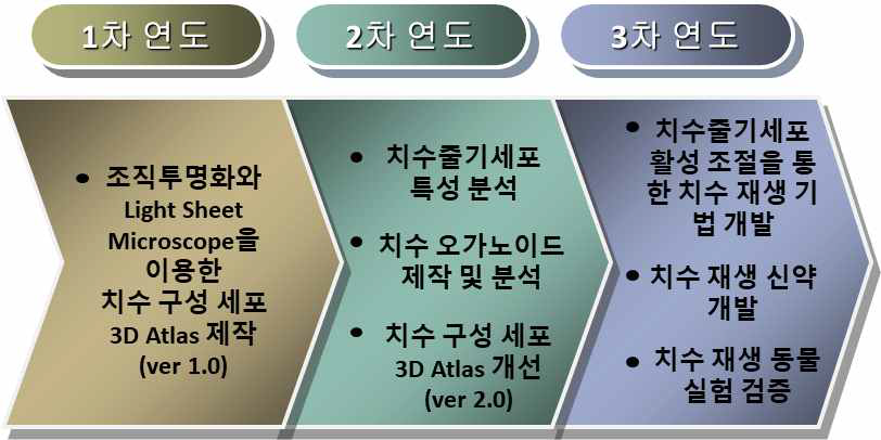 연차별 연구 목표: 조직투명화를 통한 치수 구성 세포 3D Atlas 구축 및 응용