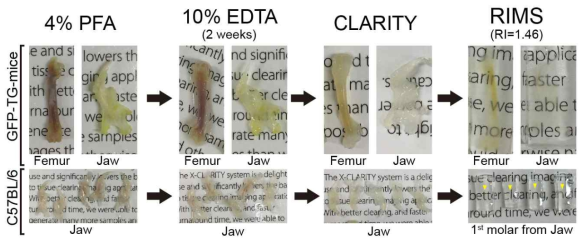 대퇴골, 턱뼈, 치아의 조직투명화 진행