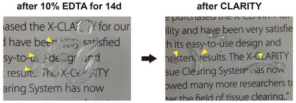 쥐의 어금니, 앞니 CLARITY 진행 결과