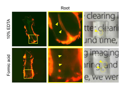 10% EDTA와 Formic acid 투명화 효율 비교