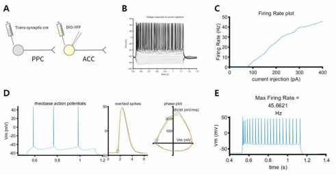 PPC input을 받는 ACC cells의 전기생리학적 특성 예시