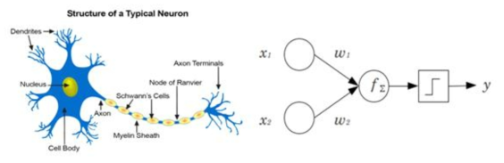 생물학적 뉴런의 구성도 및 뉴로모픽 소자의 동작 다이어그램
