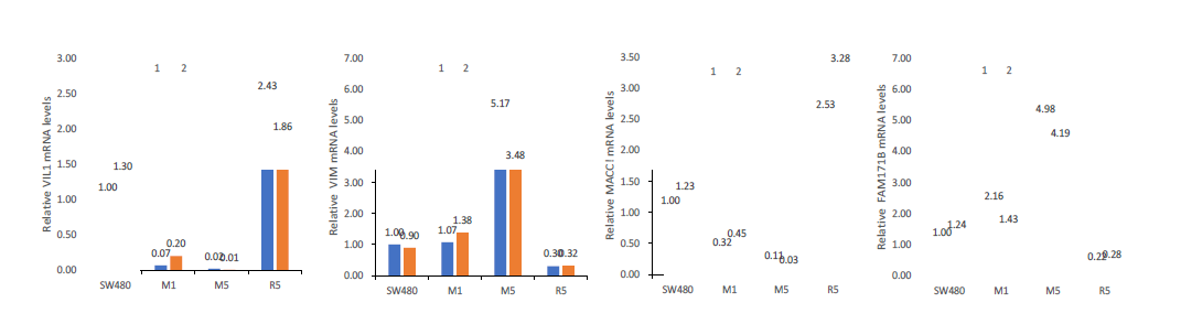 Quantitative RT-PCR. 침윤성 및 비침윤성 SW480 세포주에서 RNA를 추출하여 real-time PCR로 VIL (비침윤성), VIM (침윤성), MACC1 (비침윤성), FAM171B (침윤성) 유전자 발현을 조사하였다. RNAseq 데이터에서 얻은 증감과 유사한 결과를 얻을 수 있었다(파란색과 빨간색은 두 번의 반복 실험으로 각 세포주에서 서로 다른 RNA를 나타냄)