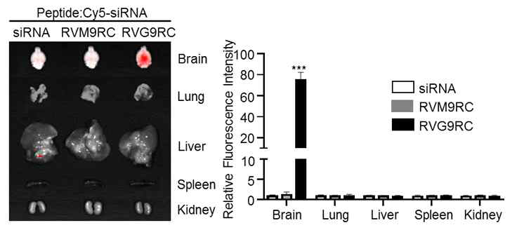 비강-뇌 siRNA 전달에 의한 형광 부착 siRNA 유전자의 뇌 특이적 전달 확인. Control peptide인 RVM9R은 siRNA 전달이 일어나지 않고 오직 RVG9R에 의해서만 siRNA가 전달됨을 확인함