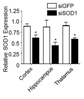 Gene silencing efficacy of intranasally delivered RVG9RC/siRNA nanocomplexes in the cortex, hippocampus and thalamus 24hrs post injection. *p<0.05 versus RVG9RC/siGFP group