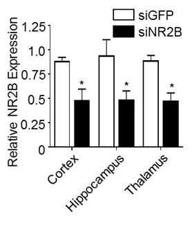 Downregulation of NR2B by intranasally delivered NR2B-targeting siRNA(siNR2B) complexed with RVG9RC peptide in the cortex, hippocampus and thalamus 24hrs post injection. *p<0.05 versus RVG9RC/siGFP group