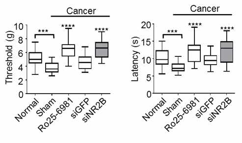 Mechanical allodynia of cancer-inoculated foot. Cumulative mechanical threshold (left panel) and latency (right panel) were shown. Data were shown as median SEM. ***p<0.001 and ****p<0.0001. All data were obtained from three independent experiments including seven individual animals per group